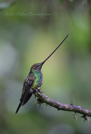 Sword-billed Hummingbird (Ensifera ensifera) photo