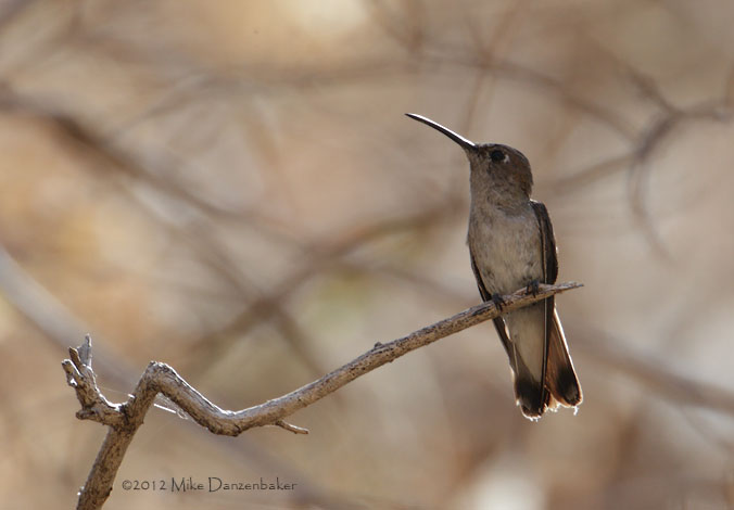Tumbes Hummingbird (Leucippus baeri) photo image