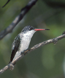 Violet-crowned Hummingbird (Amazilia violiceps) photo image
