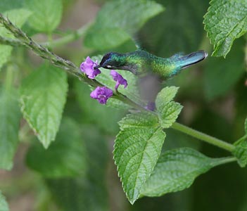 Violet-headed Hummingbird (Klais guimeti) photo image