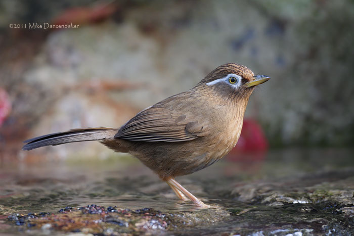 Chinese Hwamei (Garrulax canorus) photo