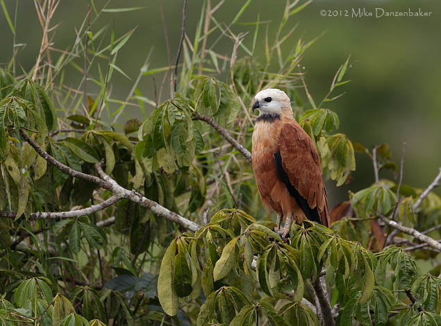 Black-collared Hawk (Busarellus nigricollis) photo image