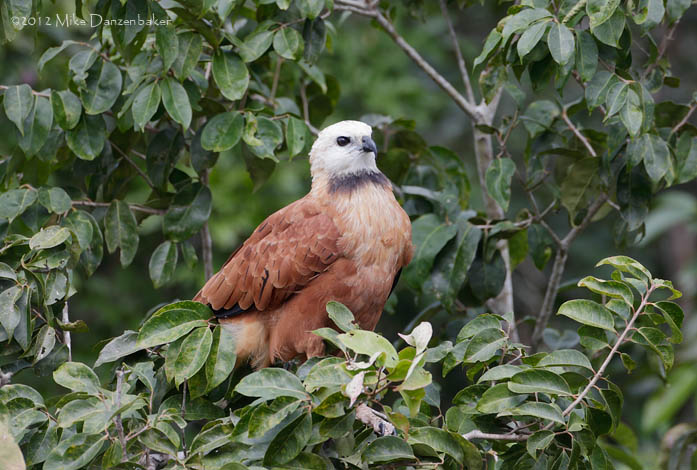 Black-collared Hawk (Busarellus nigricollis) photo image