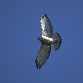 Broad-winged Hawk (Buteo platypterus) photo image