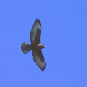 Broad-winged Hawk (Buteo platypterus) photo image