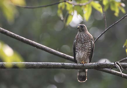 Broad-winged Hawk (Buteo platypterus) photo image