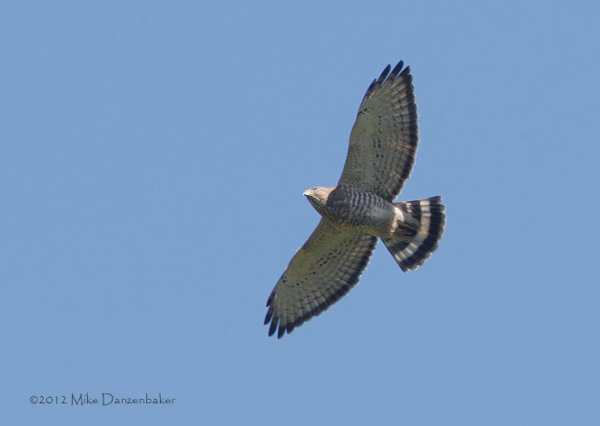 Broad-winged Hawk (Buteo platypterus) photo image