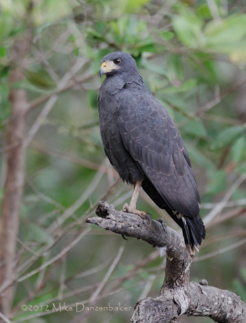 Common Black Hawk (Buteogallus anthracinus) photo image