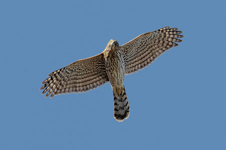 Cooper's Hawk (Accipiter cooperii) photo image
