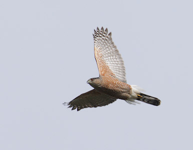 Cooper's Hawk (Accipiter cooperii) photo image