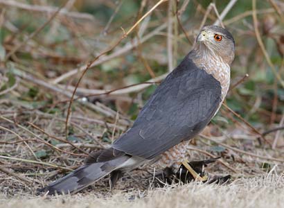 Cooper's Hawk (Accipiter cooperii) photo