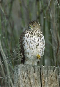 Cooper's Hawk (Accipiter cooperii) photo image
