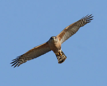 Cooper's Hawk (Accipiter cooperii) photo