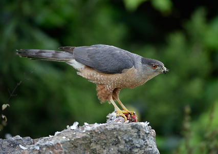 Cooper's Hawk (Accipiter cooperii) photo