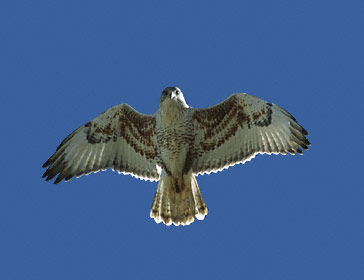 Ferruginous Hawk (Buteo regalis) photo image
