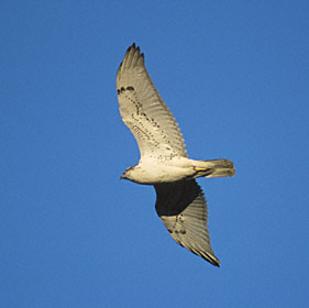 Ferruginous Hawk (Buteo regalis) photo image