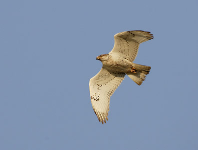 Ferruginous Hawk (Buteo regalis) photo image