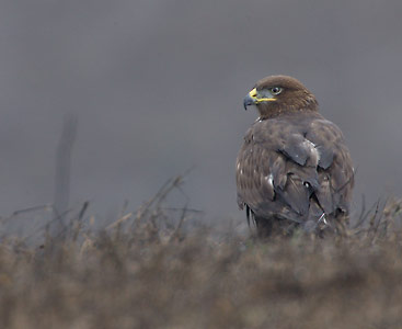 Ferruginous Hawk (Buteo regalis) photo image
