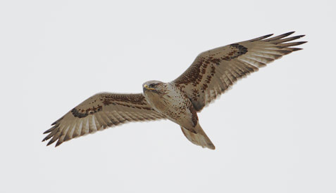 Ferruginous Hawk (Buteo regalis) photo image