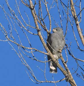 Gray Hawk (Buteo nitidus) photo image