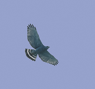 Gray Hawk (Buteo nitidus) photo image