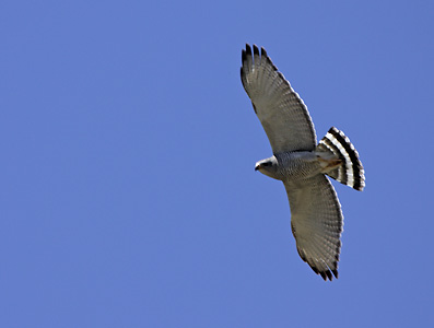 Gray Hawk (Buteo nitidus) photo image