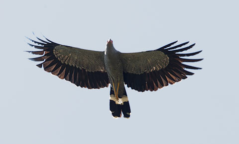 Madagascar Harrier-Hawk (Polyboroides radiatus) photo