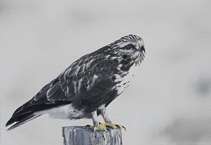 Rough-legged Hawk (Buteo lagopus) photo image