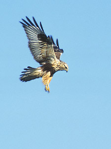 Rough-legged Hawk (Buteo lagopus) photo image