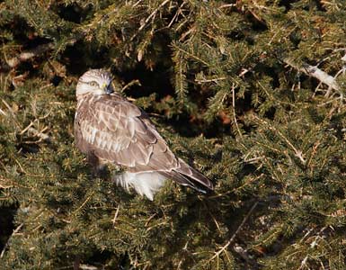 Rough-legged Hawk (Buteo lagopus) photo image