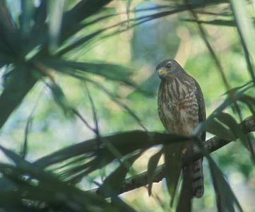 Roadside Hawk (Buteo magnirostris) photo image