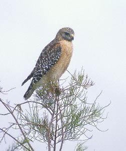 Red-shouldered Hawk (Buteo lineatus) photo image