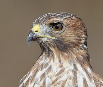 Red-shouldered Hawk (Buteo lineatus) photo image