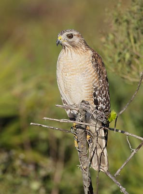 Red-shouldered Hawk (Buteo lineatus) photo image
