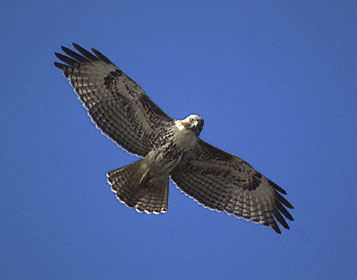 Red-tailed Hawk (Buteo jamaicensis) photo image