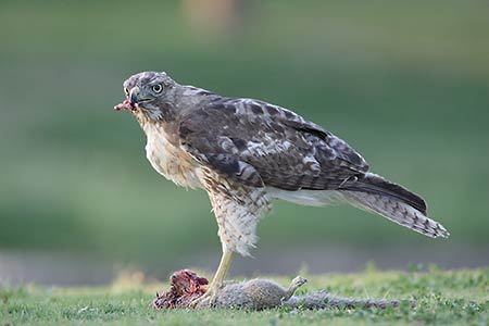 Red-tailed Hawk (Buteo jamaicensis) photo image