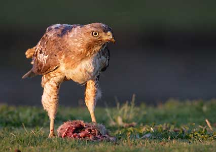 Red-tailed Hawk (Buteo jamaicensis) photo image