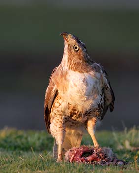 Red-tailed Hawk (Buteo jamaicensis) photo image
