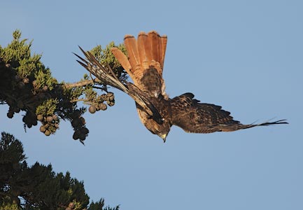 Red-tailed Hawk (Buteo jamaicensis) photo