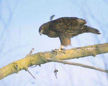 Red-tailed Hawk (Buteo jamaicensis) photo image