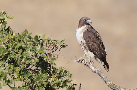 Red-tailed Hawk (Buteo jamaicensis) photo image