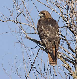 Red-tailed Hawk (Buteo jamaicensis) photo image
