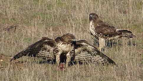 Red-tailed Hawk (Buteo jamaicensis) photo image