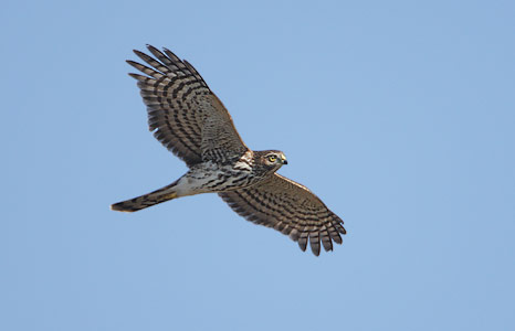 Sharp-shinned Hawk (Accipiter striatus) photo image