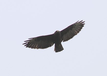 Short-tailed Hawk (Buteo brachyurus) photo image