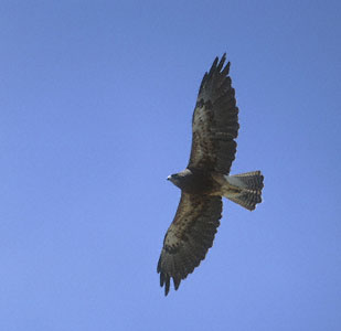 Swainson's Hawk (Buteo swainsoni) photo image