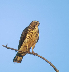 Swainson's Hawk (Buteo swainsoni) photo image