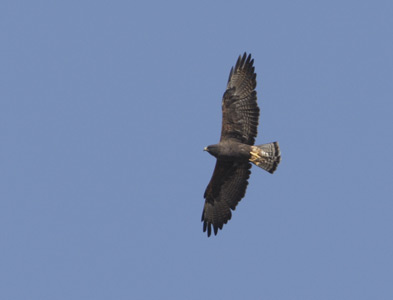 Swainson's Hawk (Buteo swainsoni) photo