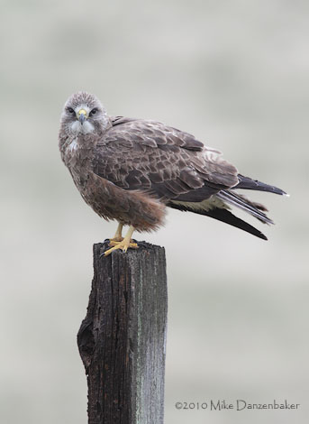 Swainson's Hawk (Buteo swainsoni) photo image