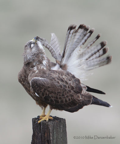 Swainson's Hawk (Buteo swainsoni) photo image